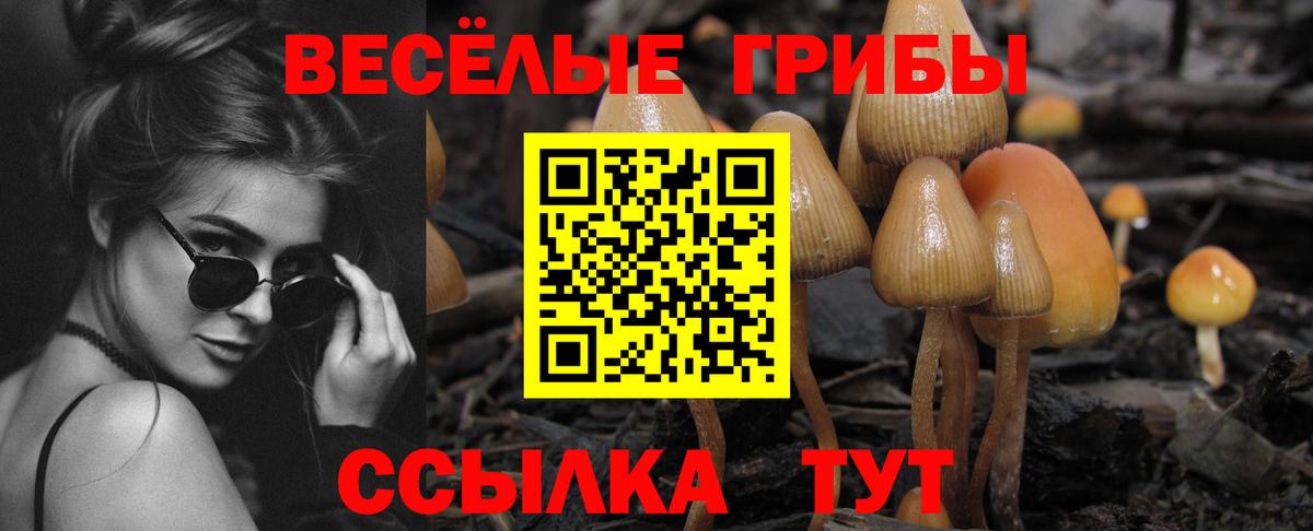Псилоцибиновые грибы Cubensis Сочи